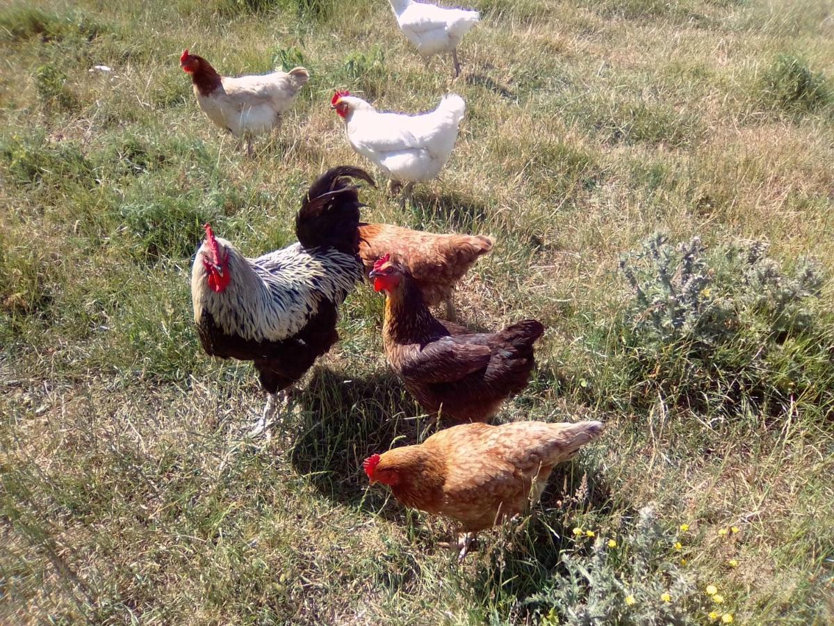 La Ferme D' Emerentine Villa Bacilly Dış mekan fotoğraf