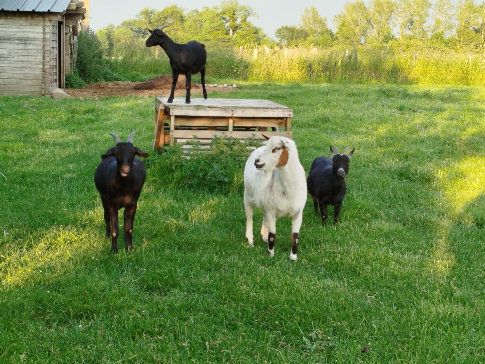 La Ferme D' Emerentine Bacilly Dış mekan fotoğraf