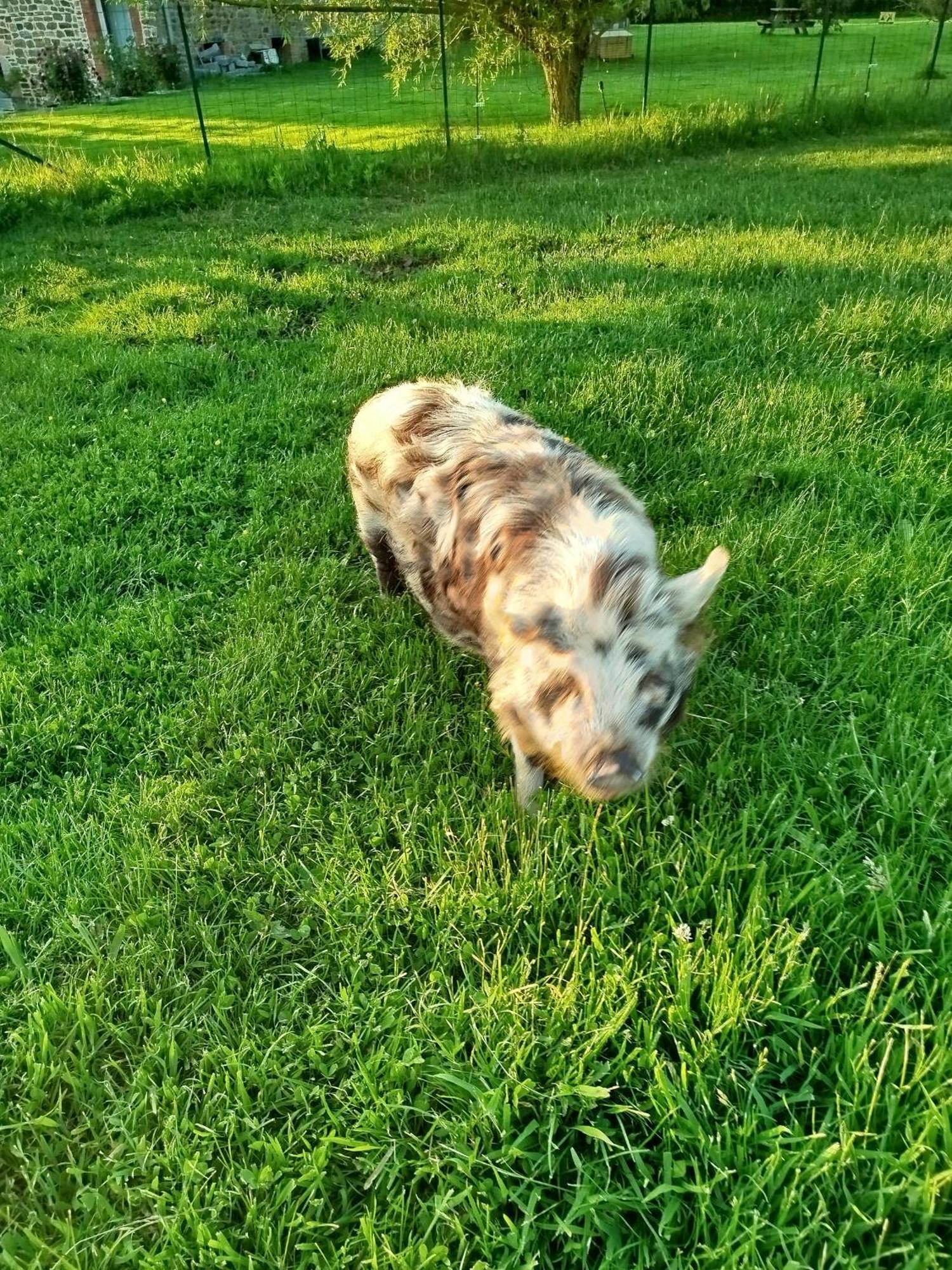 La Ferme D' Emerentine Bacilly Dış mekan fotoğraf
